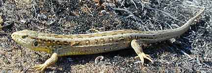 Female sand lizard