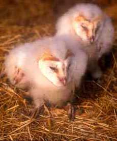 Barn Owl chicks