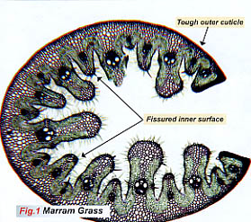 Cross section of marram grass. copyright colin smith